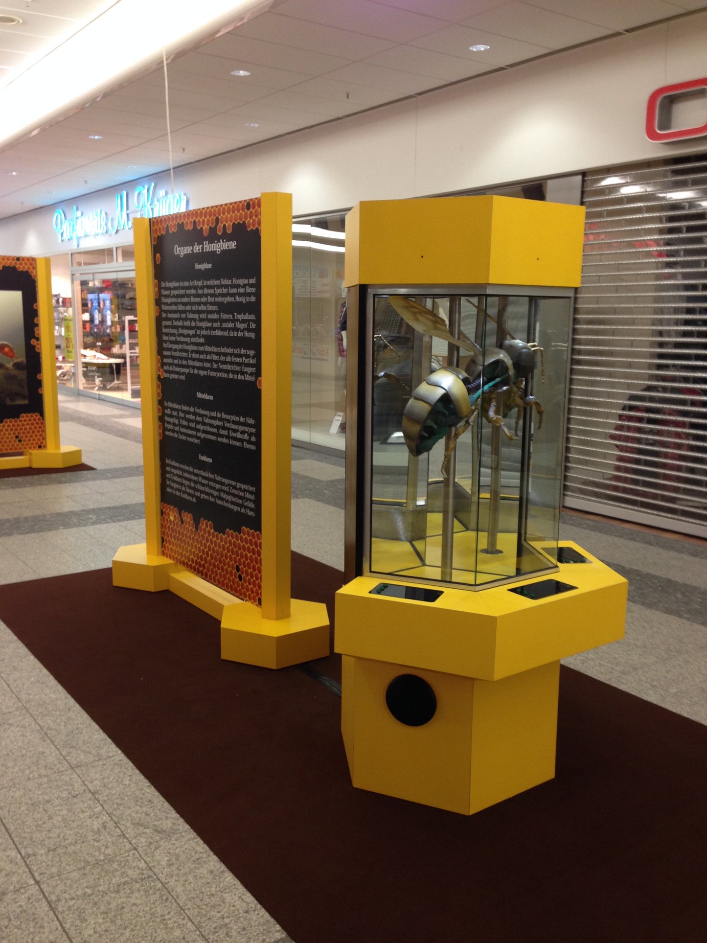 Biene Anatomiesäule