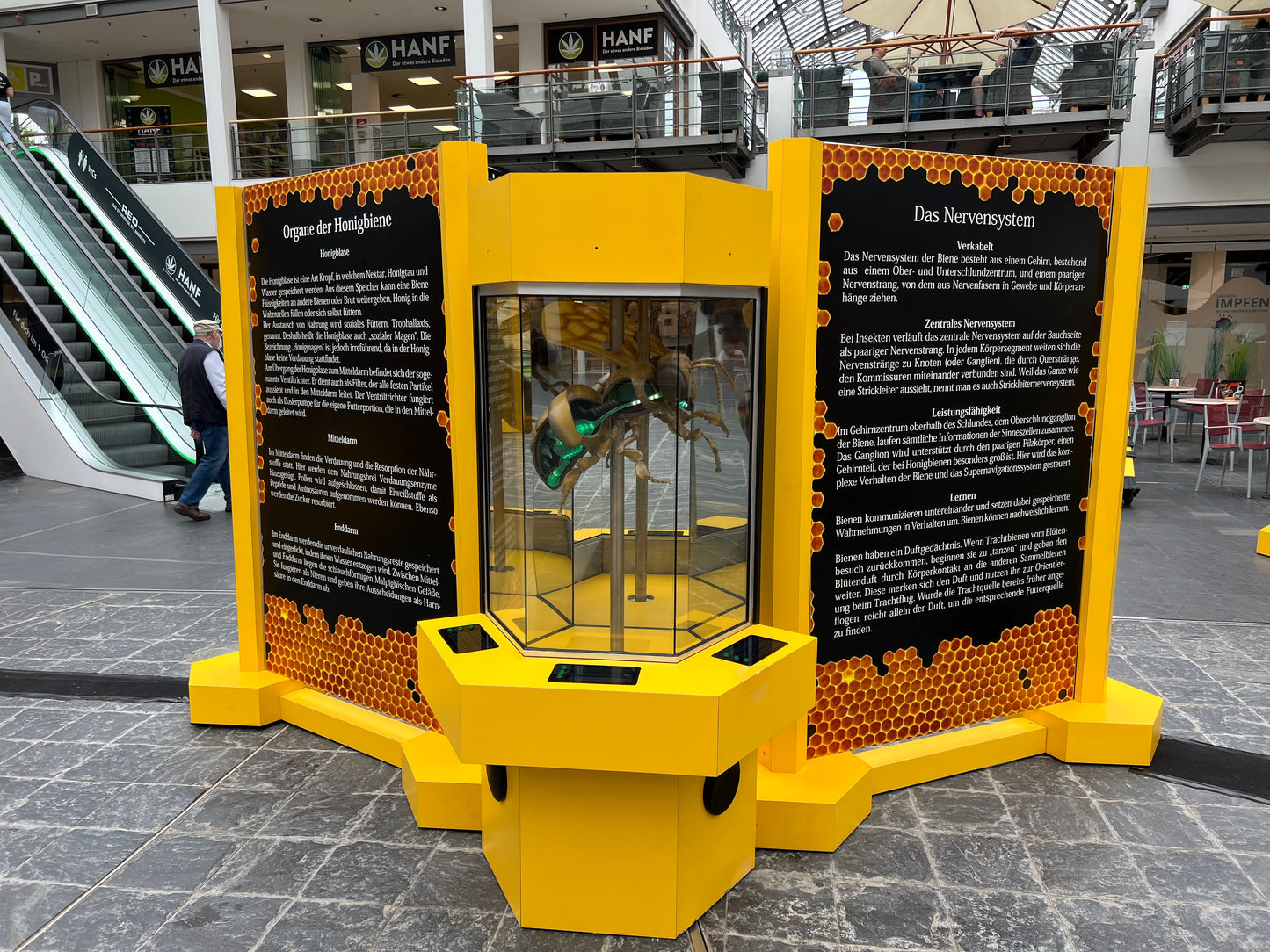 Biene Anatomiesäule